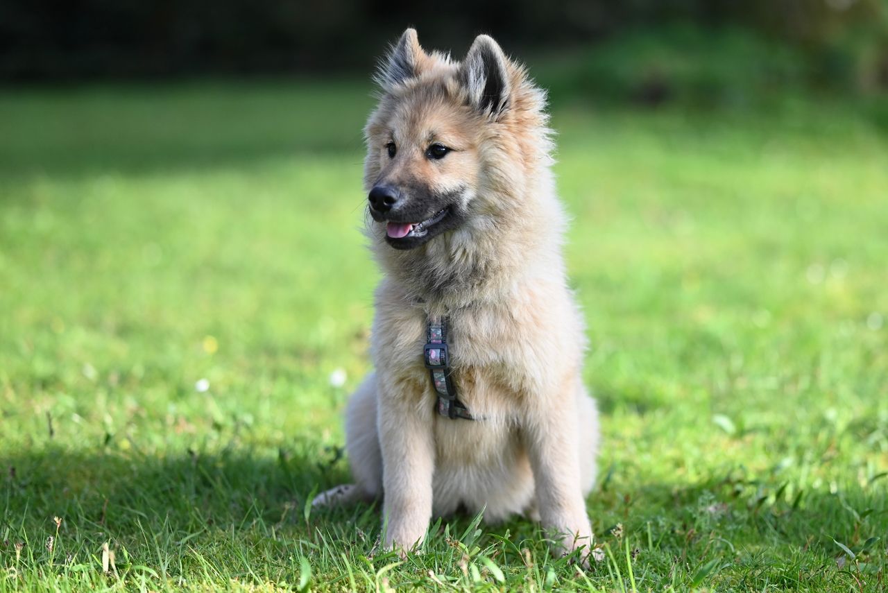 Hund som sitter på en gräsmatta