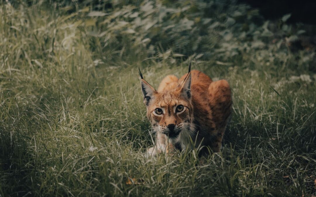 Konstutställning Nordic Wildlife Art på Wij Säteri, Bålsta