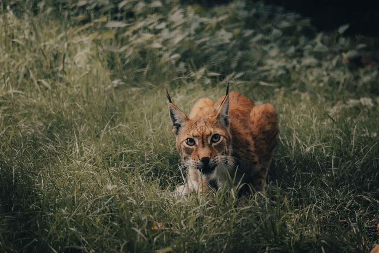 Foto av lodjur, ett vildmarksmotiv som kan dyka upp.