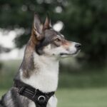 Bild på en hund.