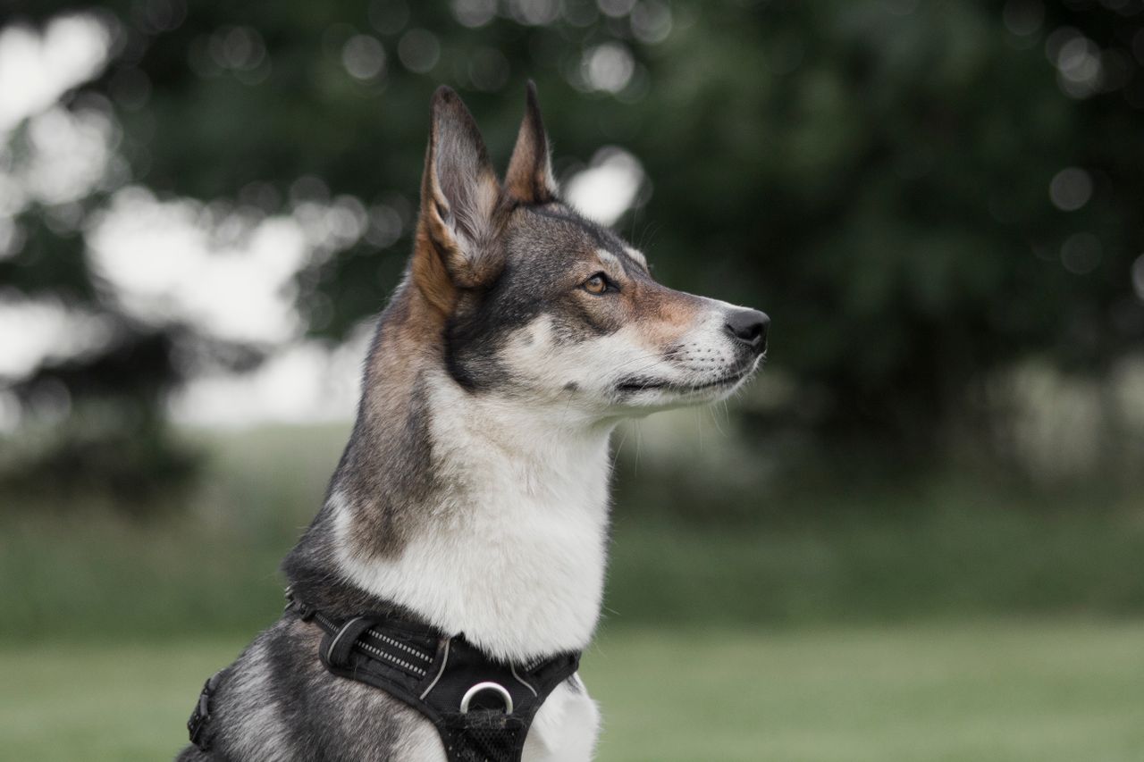 Bild på en hund.