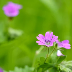 Blommande mjuknäva