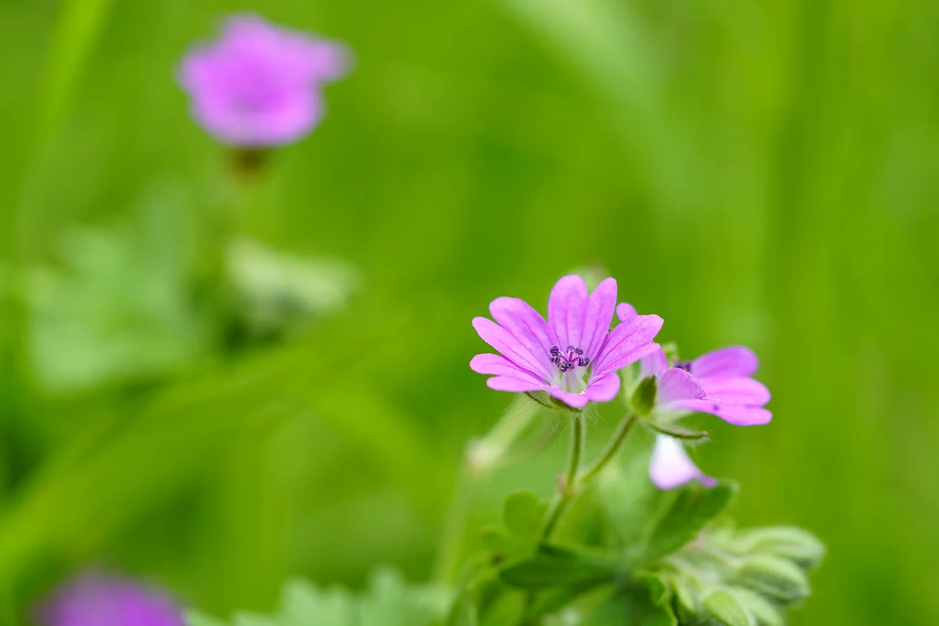 Blommande mjuknäva