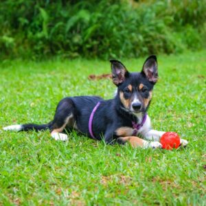 En hund som ligger i gräset med en boll mellan framtassarna