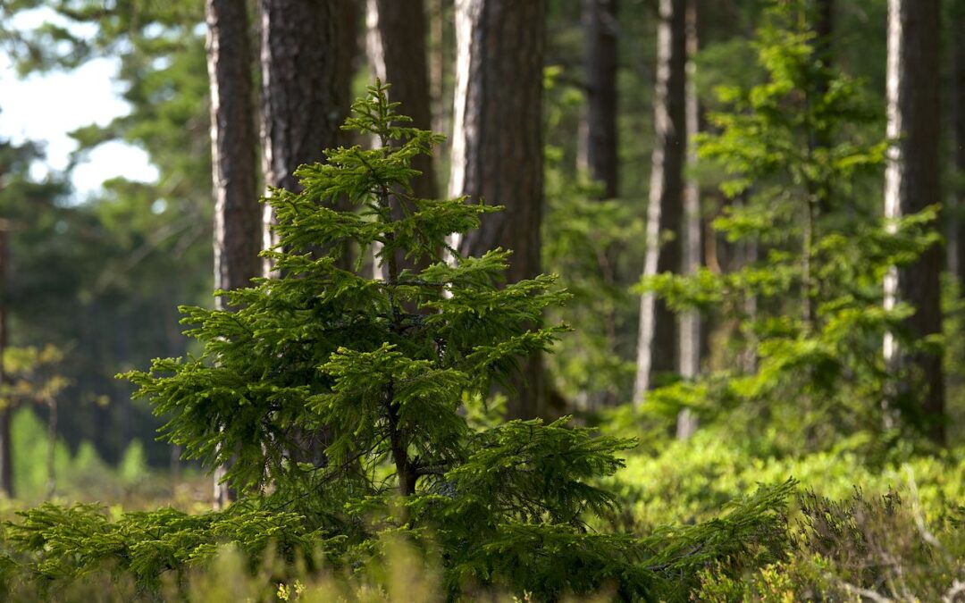 Prova skogsbad – upptäck skogens lugnande kraft