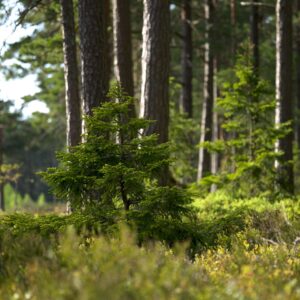 Skog med lugnande effekt.