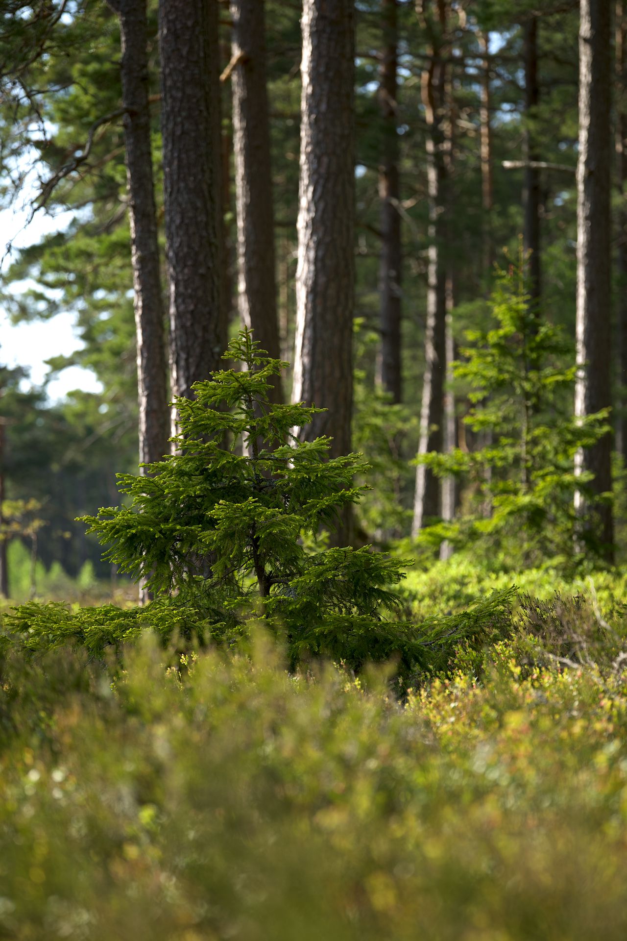 Skog med lugnande effekt.