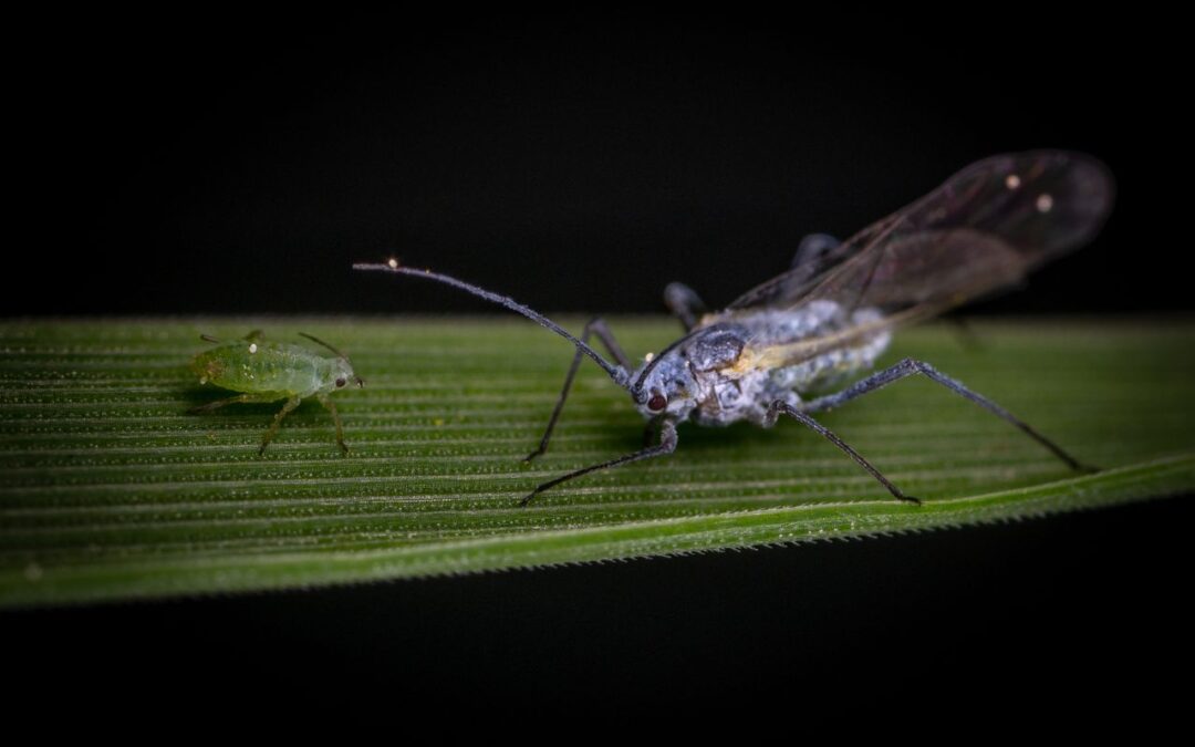 Lär dig mer om Håbos okända insekter