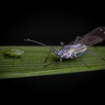 Detaljerad makrobild av två insekter på ett löv som framhäver naturens invecklade detaljer.