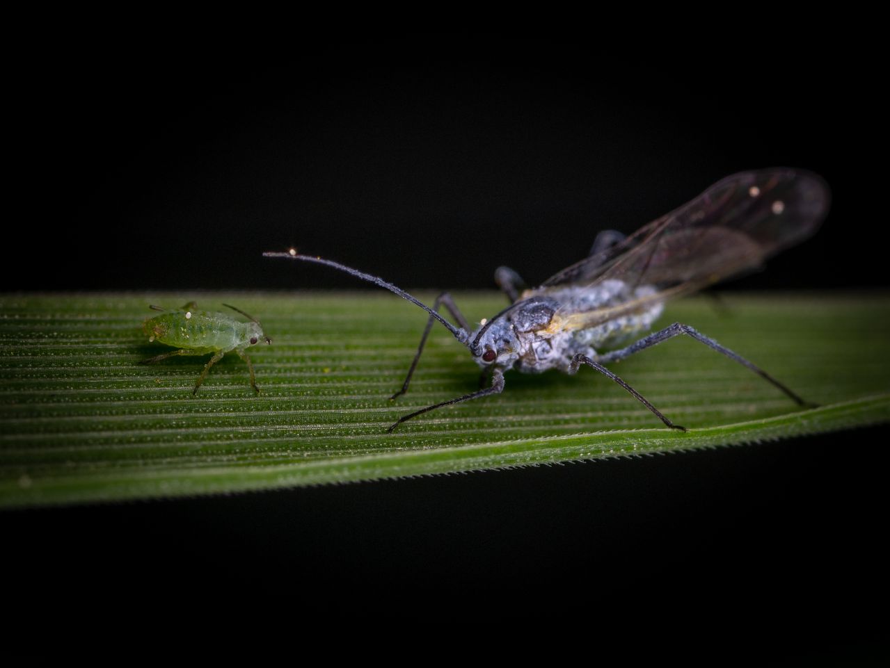 Detaljerad makrobild av två insekter på ett löv som framhäver naturens invecklade detaljer.