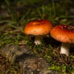 Två svampar som är i natur miljö
