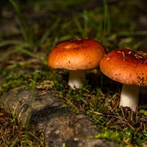 Två svampar som är i natur miljö