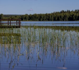 brygga vid sjö med vass