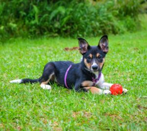 En hund som ligger i gräset med en boll mellan framtassarna